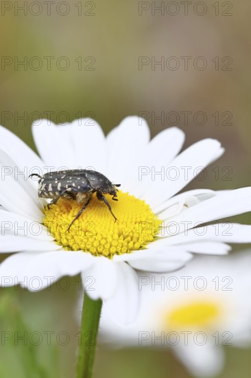 Weeping rose beetle (Oxythyrea funesta), on meadow daisy (Leucanthemum vulgare), other animals,