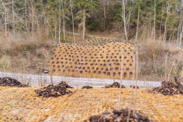 A planted hill with young plants, surrounded by forest in a quiet environment, construction of the
