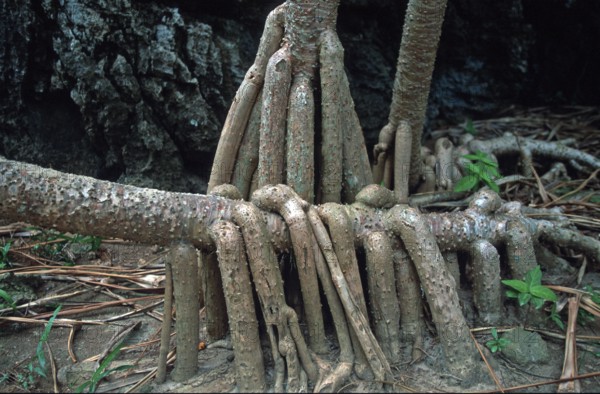 Tree root on Ko Phi Phi Le, Thailand, December 2002, vintage, retro, old, historic