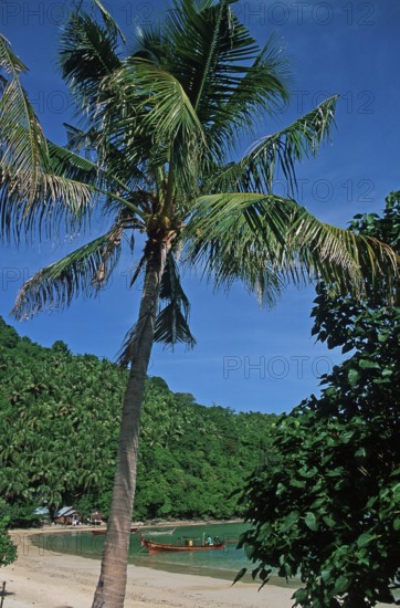 Palm tree on Ko Phi Phi Don beach, two years in front of the tsunami, Thailand, December 2002,