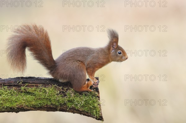 Squirrel (Sciurus vulgaris) standing on a branch overgrown with moss, dark morph, adult animal,