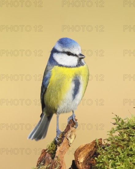 Blue tit (Parus caeruleus), direct view, Sits on an old root, Animals, Birds, Tits, Siegerland,