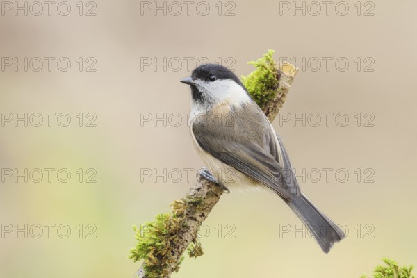 Willow Tit (Parus montanus), sitting on a branch overgrown with moss and lichen, Wildlife, Animals,