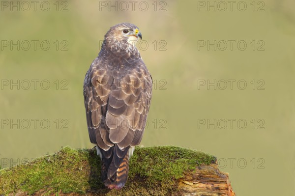 Buzzard (Buteo buteo) sitting attentively on a moss-covered tree stump, Wildlife, Animals, Birds,