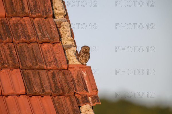 Little owl (Athene noctua) adult adult bird sitting on the edge of a tiled roof of a building and