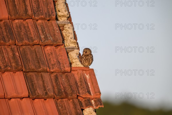 Little owl (Athene noctua) adult adult bird resting on an old tiled roof, surrounded by nature and