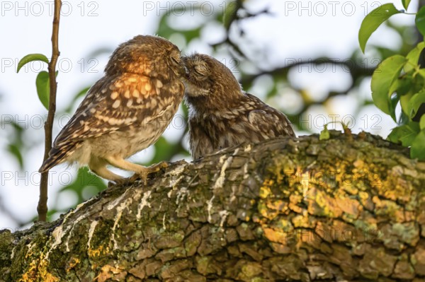 Two little owls (Athene noctua) juvenile branchlings on a tree trunk in an intimate gesture. The