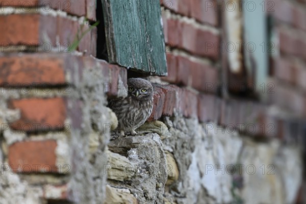 Little owl (Athene noctua) Juvenile owl looking out of a weathered building surrounded by old