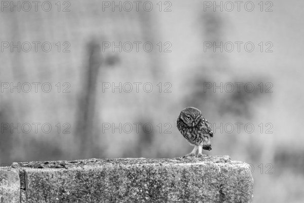 A focussed view of an owl Little owl (Athene noctua) on a wall, the surroundings are blurred, An