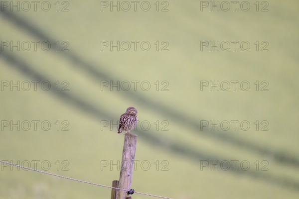 A little owl (Athene noctua) sitting on a post, captured in a minimalist style with a