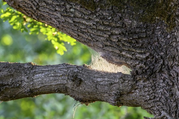 Webs of the oak processionary moth (Thaumetopoea processionea) glow in the sunlight between tree
