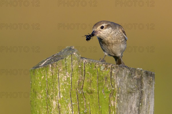 Female Red-backed Shrike (Lanius collurio) sitting on a fence post with blurred background holding