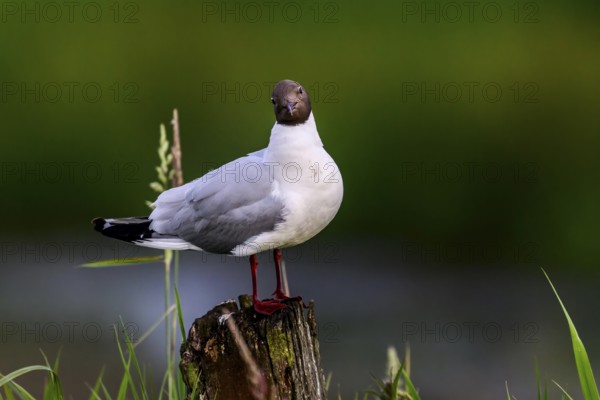 Black-headed gull (Larus ridibundus) standing on a tree stump in green surroundingsHüde, Lower