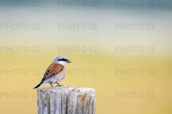 Red-backed shrike (Lanius collurio) sitting on a wooden fence post against a soft background,