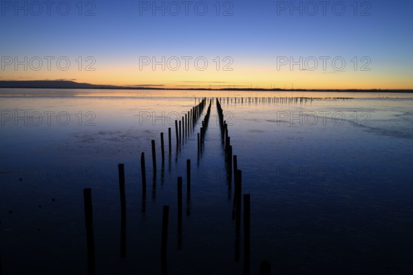 Wooden posts, boat dock posts run into water at sunset, quiet atmosphere, Dümmer See, Lembruch,