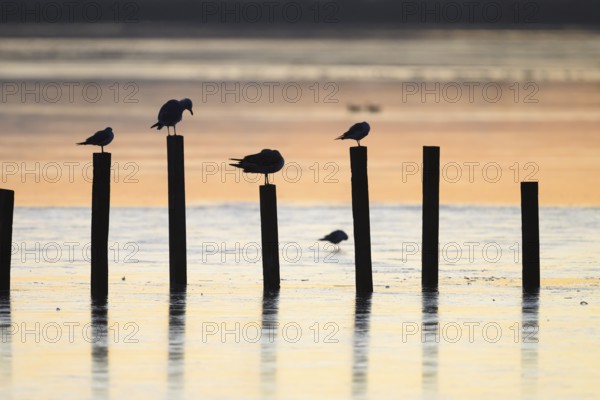 Black-headed gulls (Larus ridibundus) Birds on posts in the water at sunset, soft light, calm