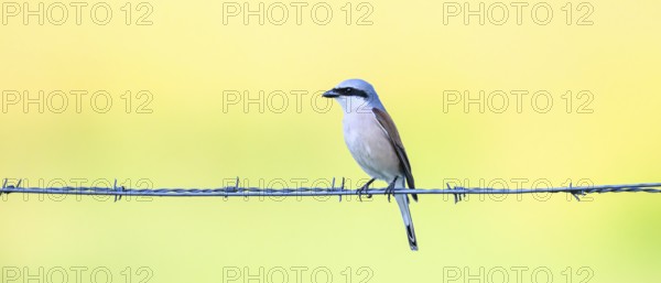 Red-backed shrike (Lanius collurio) sitting on a barbed wire in front of a soft background,
