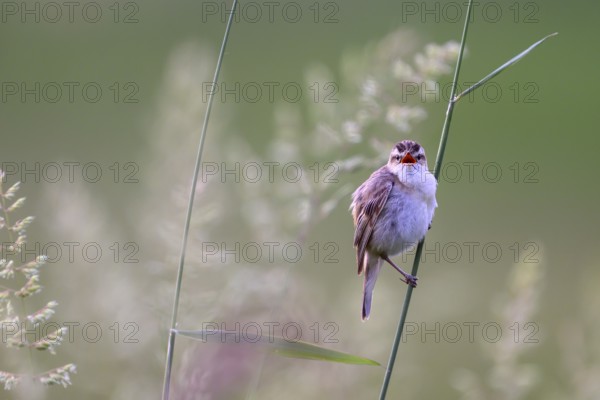 Reed warbler (Acrocephalus schoenobaenus) sitting on a reed in a natural environment,