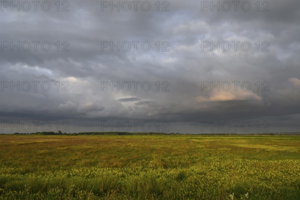 Wet meadow with flowering rattle pot (Rhinanthus spec.) in warm light under a partly dramatically