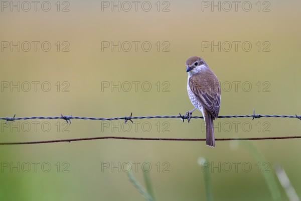 Female Red-backed Shrike (Lanius collurio) sitting on a barbed wire with blurred background,