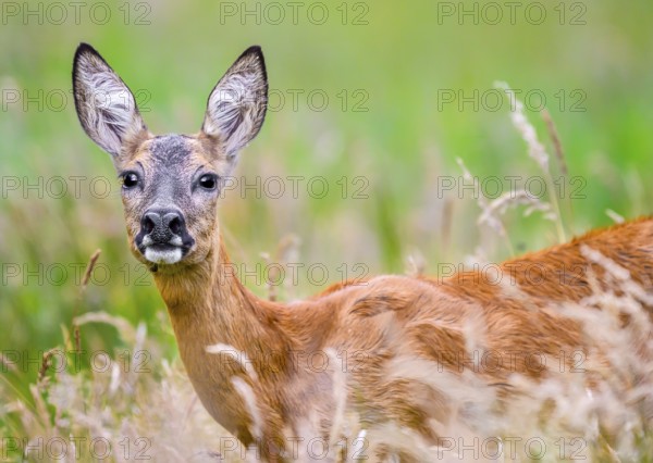 A doe roe deer (Capreolus capreolus) standing in tall grass in a summer meadow, Lehmden, Steinfeld,