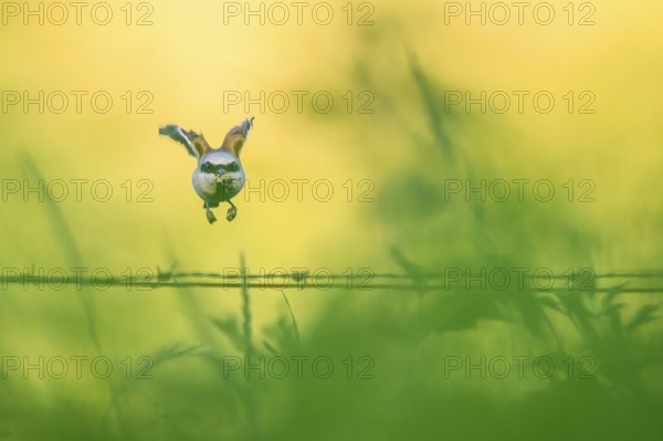A Red-backed Shrike (Lanius collurio) flies over a fence overgrown with grasses in bright green and