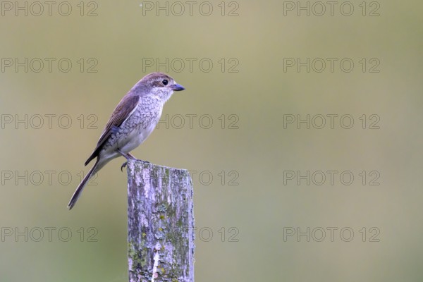 Female Red-backed Shrike (Lanius collurio) sitting on a fence post with blurred background,