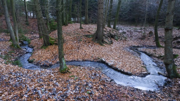 The Zwickenbach meanders through forest in winter, Zwickenbach Valley, Bakum, Melle, Lower Saxony,