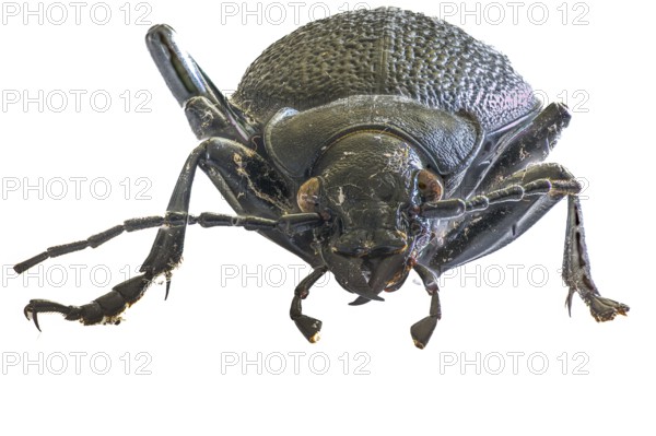 Macro photograph of a black leatherback beetle (Carabus coriaceus) with detailed structures on a