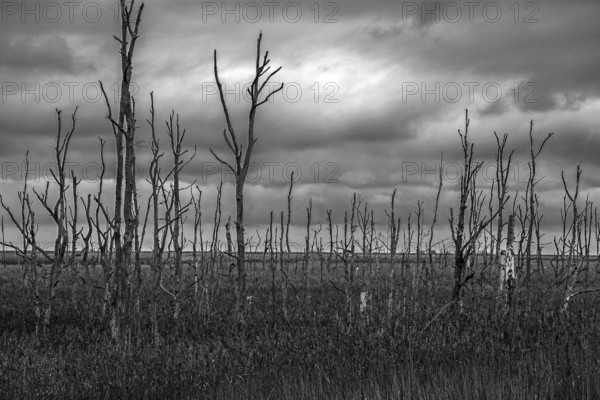 Dead trees, black and white photo, Osterwald, Zingst, Fischland-Darß-Zingst, Western Pomerania