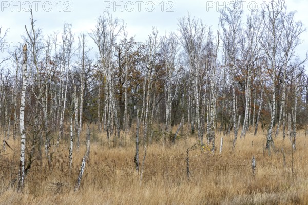 Moor landscape in the Osterwald forest with bog birch trees (Betula pubescens), Zingst,