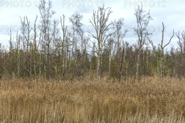 Dead trees, reeds in front, Osterwald, Zingst, Fischland-Darß-Zingst, Western Pomerania Lagoon Area
