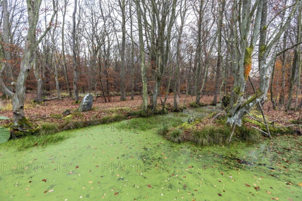 Moorland with trees, foreground stream with duckweed (Lemna), Osterwald, Zingst,