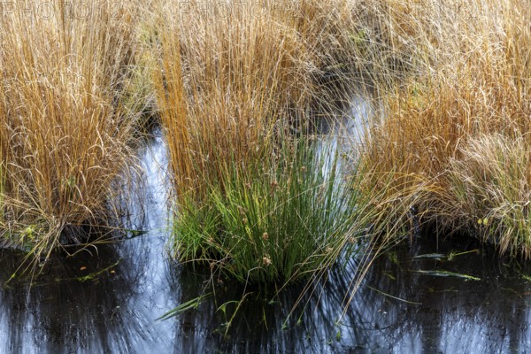 Gradbüschel in moor landscape in Osterwald, Zingst, Fischland-Darß-Zingst, Western Pomerania Lagoon