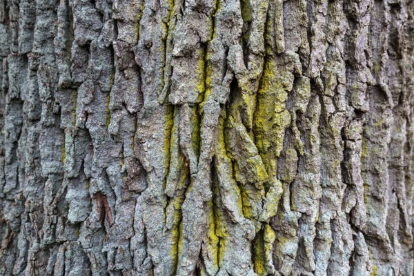 Heavily furrowed tree bark, Osterwald, Zingst, Fischland-Darß-Zingst, Western Pomerania Lagoon Area