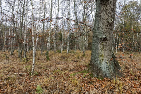 Birch trees (Betula), birch forest, thick tree trunk in front, Osterwald, Zingst,