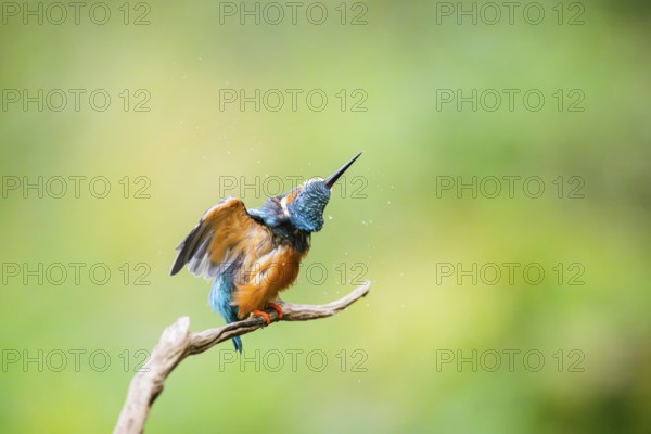 Common kingfisher (Alcedo atthis) sitting on an old wooden branch shaking its body in late summer,