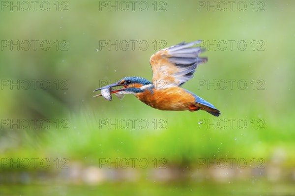Common kingfisher (Alcedo atthis) flying out of the water with a fresh cought fish in his beak in