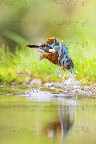 Common kingfisher (Alcedo atthis) flying out of the water after a unsuccessful hunt in late summer,