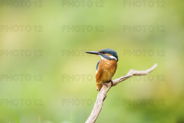Common kingfisher (Alcedo atthis) sitting on an old wooden branch in late summer, wildife, Bavaria,