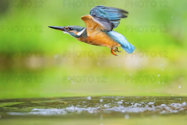 Common kingfisher (Alcedo atthis) flying out of the water after a unsuccessful hunt in late summer,