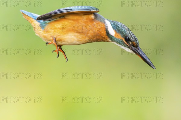 Common kingfisher (Alcedo atthis) flying into the water hunting for fish in late summer, wildife,