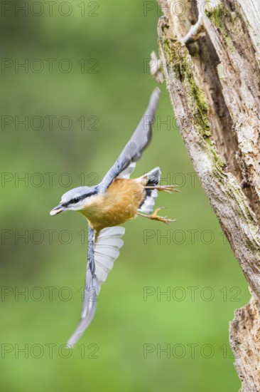 Eurasian nuthatch (Sitta europaea) flying from an old wrotten tree trunk at a swamp, Bavaria,
