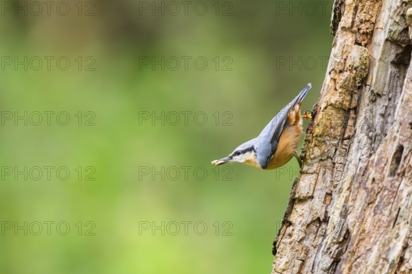 Eurasian nuthatch (Sitta europaea) sitting on an old wrotten tree trunk at a swamp, Bavaria,