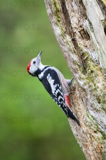 Middle spotted woodpecker (Dendrocoptes medius) sitting on an old wrotten tree trunk in late