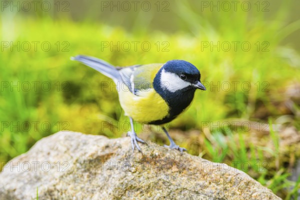 Great tit (Parus major) sitting on a rock at a swamp, Bavaria, Germany