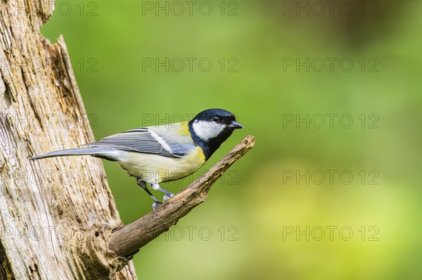 Great tit (Parus major) sitting on a branch of an old wrotten tree trunk at a swamp, Bavaria,