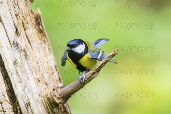 Great tit (Parus major) spreading its wings while sitting on the branch of on an old wrotten tree