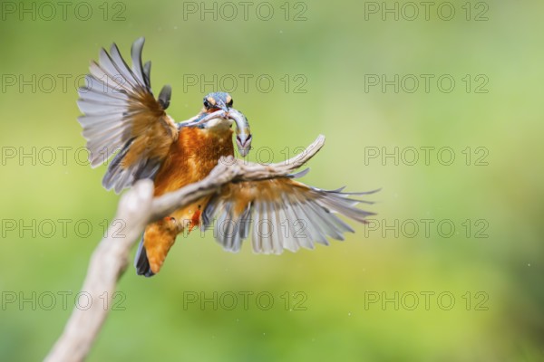Common kingfisher (Alcedo atthis) landing on an old wooden branch with a fresh cought fish in his