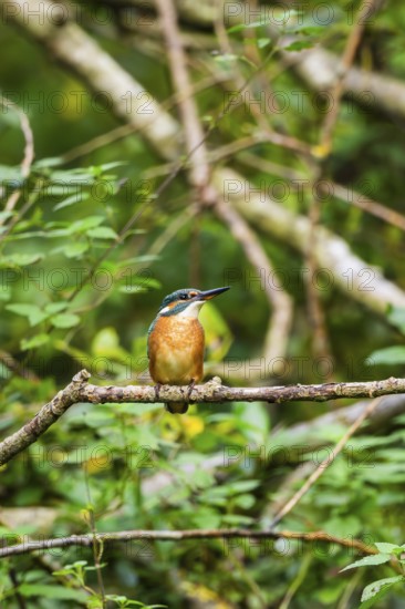 Common kingfisher (Alcedo atthis) sitting on an old wooden branch in late summer, wildife, Bavaria,